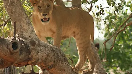 Devenir lion S02E07 Incendie à Antelope Park