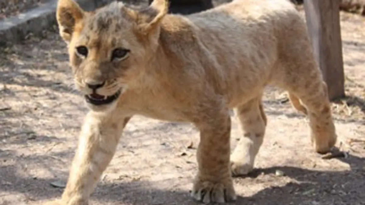 Devenir lion S02E11 Des babouins trop malins