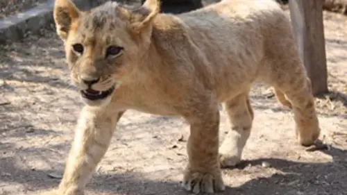 Devenir lion S02E11 Des babouins trop malins