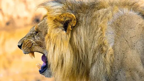 Devenir lion Gagner sa place
