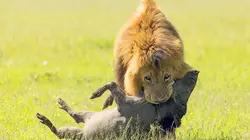 Devenir lion Protéger son groupe