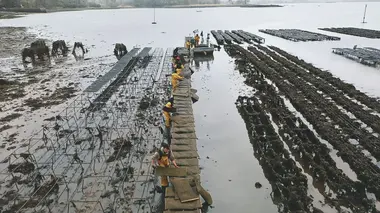 Devenir ostréiculteur