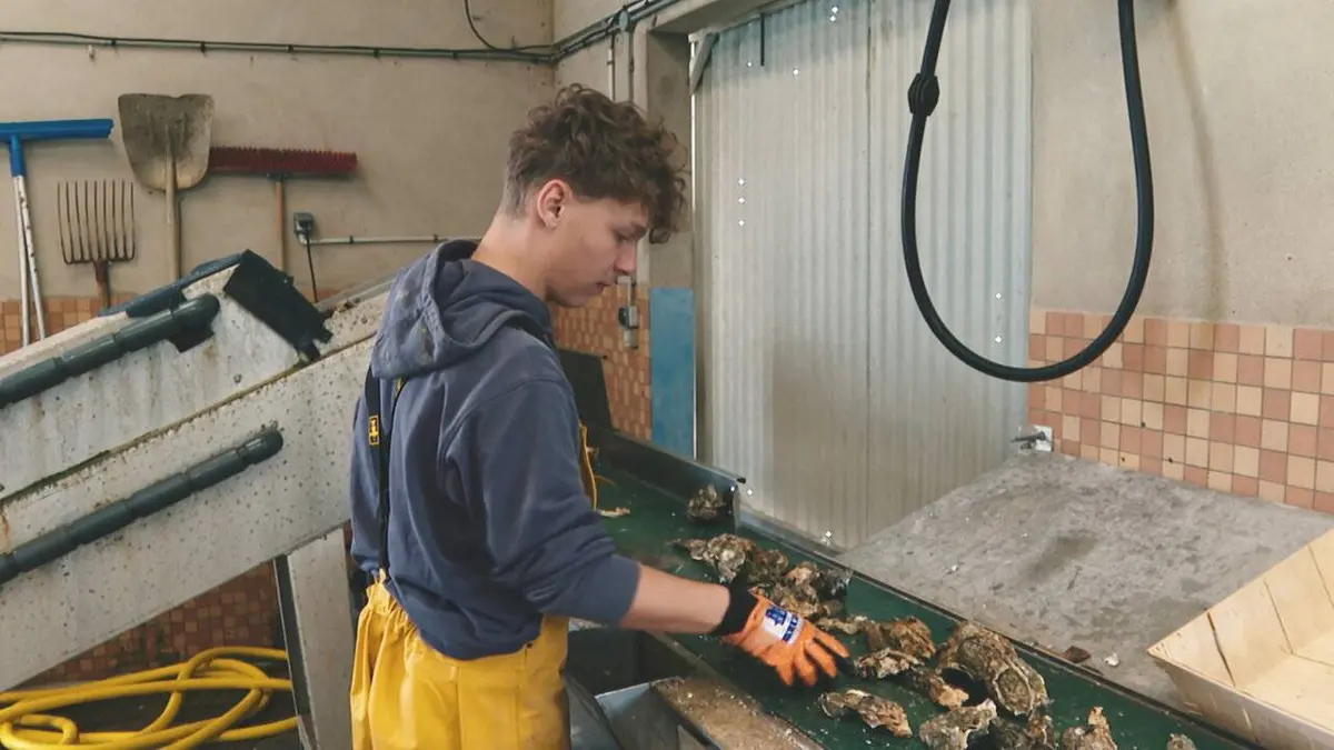 Devenir ostréiculteur