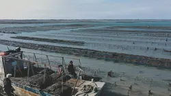 Devenir ostréiculteur