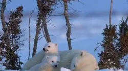 Visuel de Devenir ours