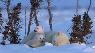 Devenir ours