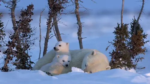 Devenir ours
