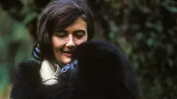 Visuel de Dian Fossey : des secrets dans la brume