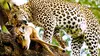 Dikeledi, le léopard qui ne veut pas quitter sa mère