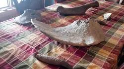 Dino Hunters Coups de feu