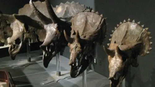 Dino Mania