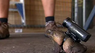 Chasseur de serpents mortels