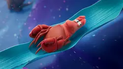 Sur Disney Channel à 18h06 : Disney Junior Ariel : Histoires de Sirènes