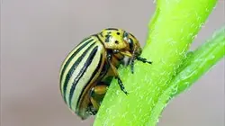 Visuel de Disparition des insectes