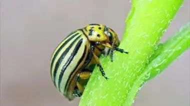 Disparition des insectes Une catastrophe silencieuse