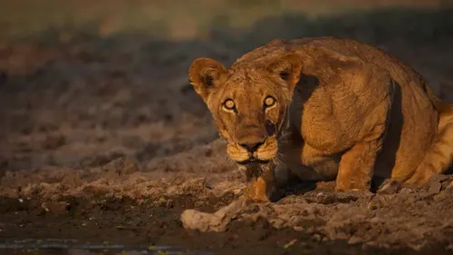 Disparitions autour du Kanga Pan