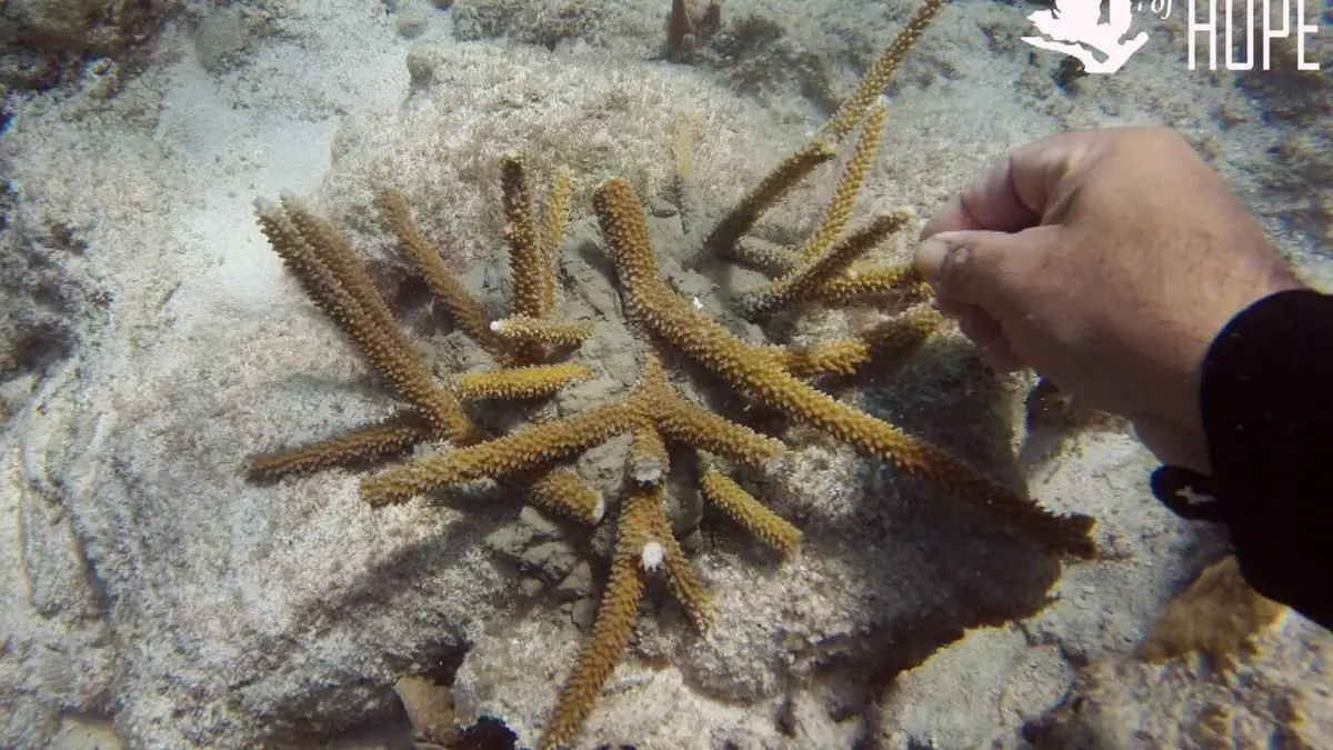 Diversité contre extinction : le grand défi de l'humanité