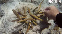 Diversité contre extinction : le grand défi de l'humanité