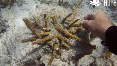 Diversité contre extinction : le grand défi de l'humanité