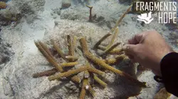 Diversité contre extinction : le grand défi de l'humanité