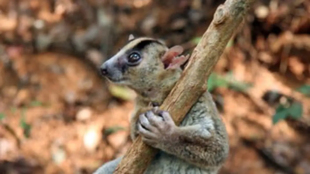 Dix drôles d'espèces