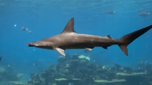 Dix requins étranges