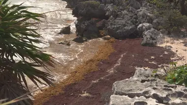 La guerre de l'eau : quand les cartels contrôlent l'or bleu