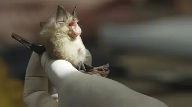 Covid 19, la quête des origines