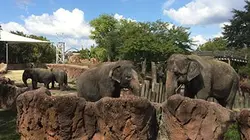 Sur Animaux à 21h21 : Docs à Busch Gardens