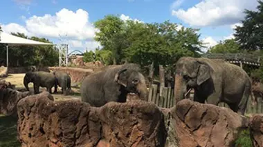 Les lémuriens de Madagascar