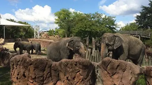 Docs à Busch Gardens