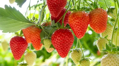 Apéro, fruits, eaux parfumées : enquête sur les saveurs de l'été