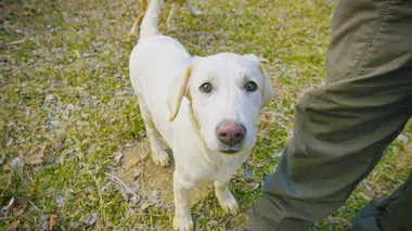 Pen et les chiens de la guerre