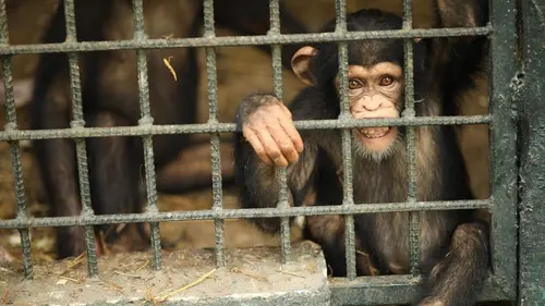 Dodo Heroes S01E02 Le chimpanzé d'Estelle