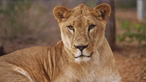 Dodo Heroes S01E04 Jan et Tim, un merveilleux spectacle