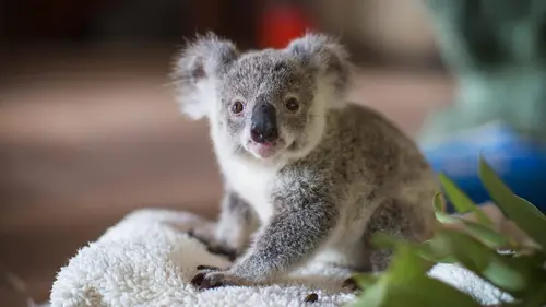 Dodo Heroes S01E05 Izzy, l'amie des koalas