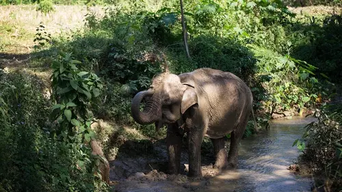 Dodo Heroes S01E06 Le paradis pour éléphants de Katherine