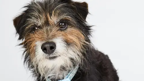 Dog House : un chien pour la vie Même pas peur