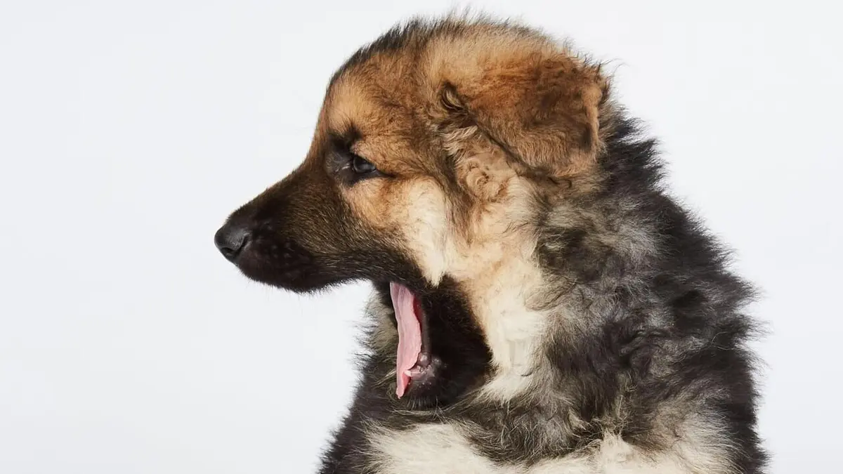 Dog House : un chien pour la vie L'heure du choix