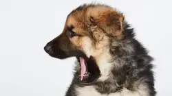 Visuel de Dog House : un chien pour la vie