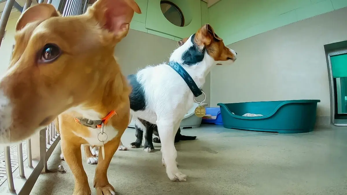 Dog House : un chien pour la vie Le compagnon idéal