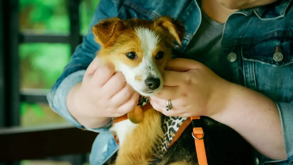 Dog House : un chien pour la vie En totale harmonie