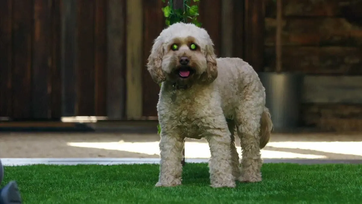 Dog House : un chien pour la vie L'accord parfait