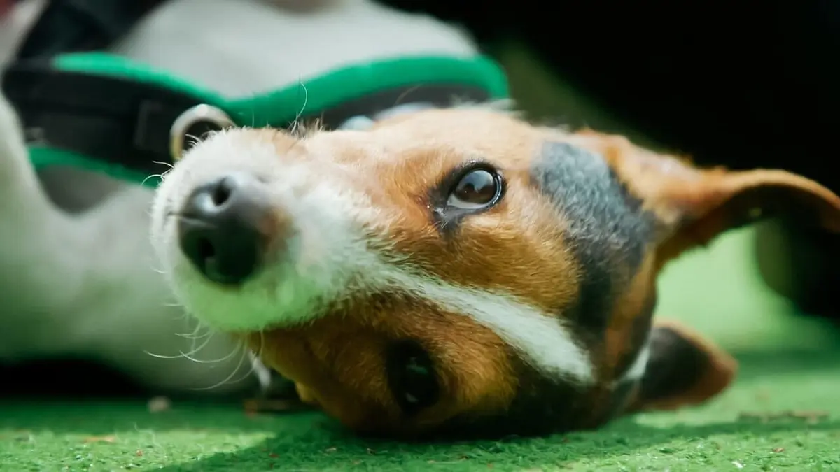 Dog House : un chien pour la vie Touche pas à mes affaires