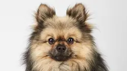 Visuel de Dog House : un chien pour la vie