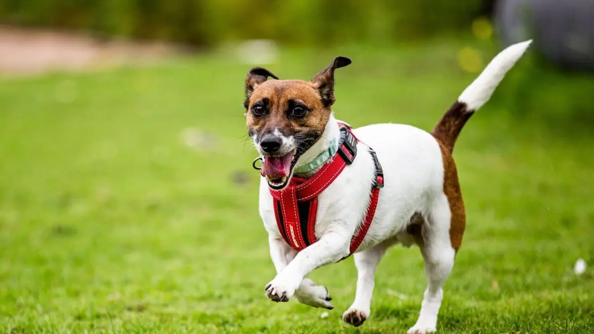 Dog House : un chien pour la vie Un pot de colle