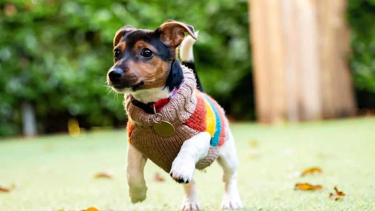 Dog House : un chien pour la vie Un chien vaut mieux que deux tu l'auras