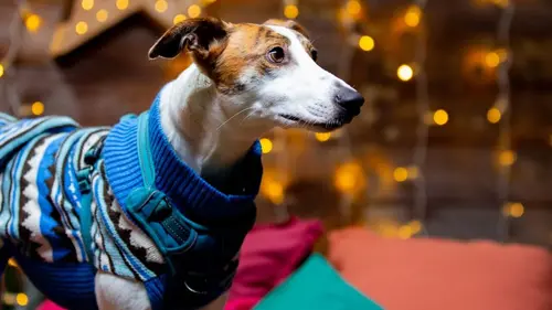 Dog House : un chien pour la vie Joyeux Noël