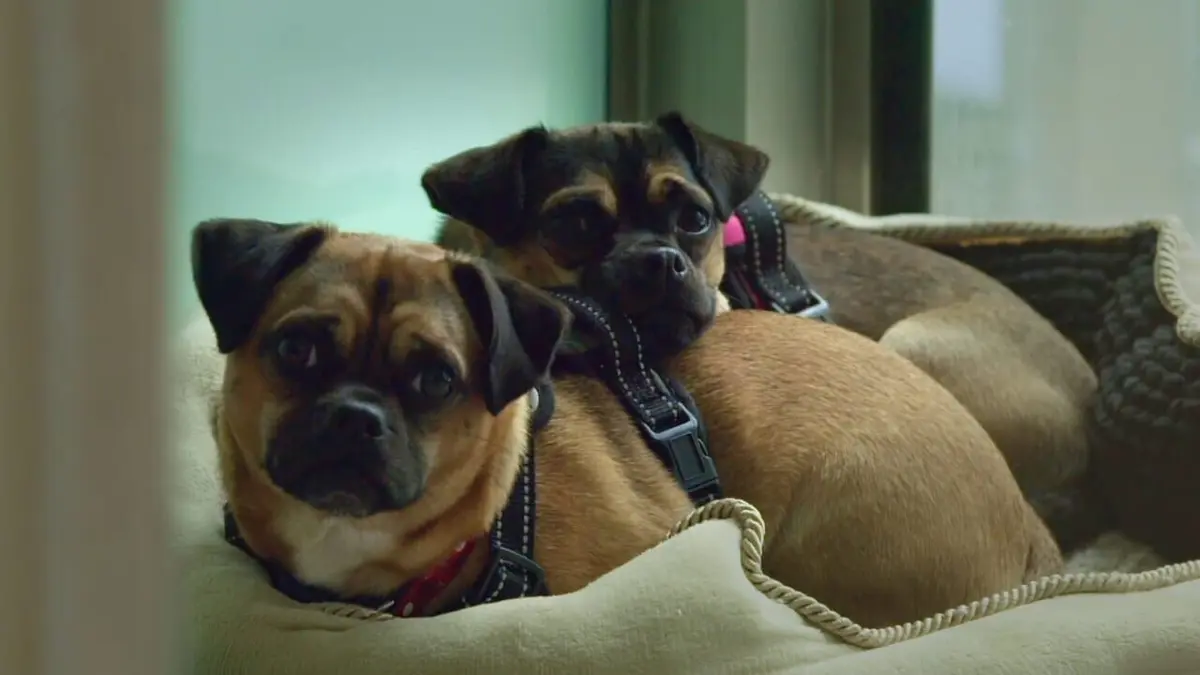 Dog House : un chien pour la vie La belle et le clochard