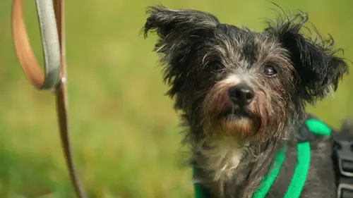 Dog House : un chien pour la vie Adopté au premier regard